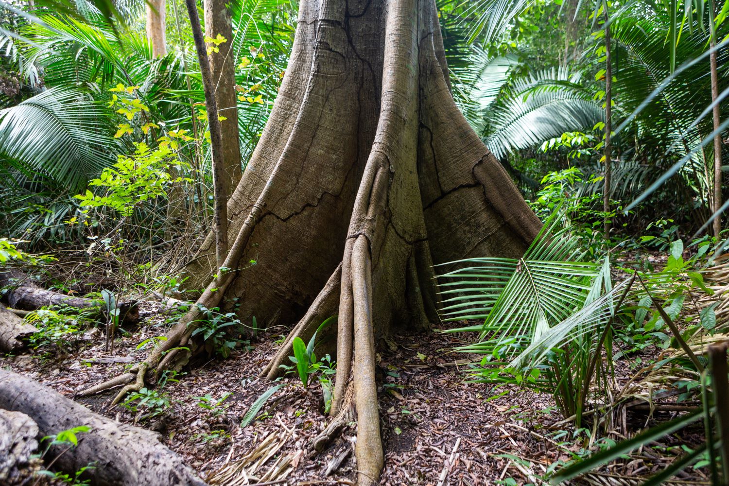 E-book: A floresta em pé e a bioeconomia na Amazônia