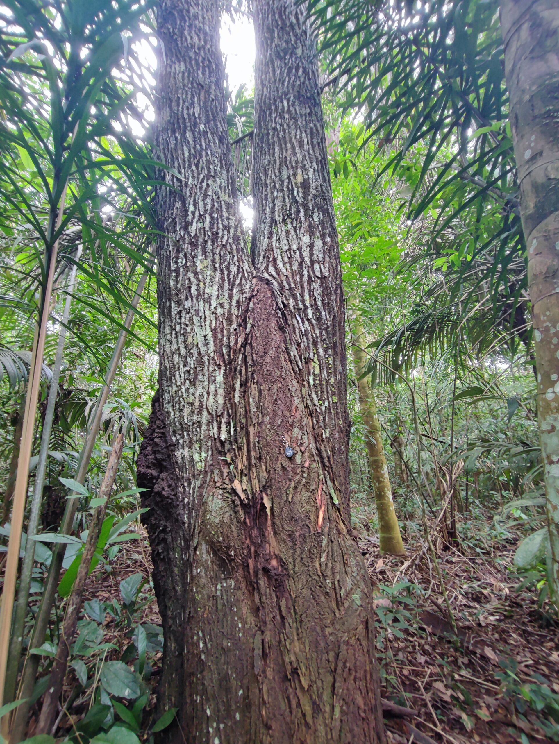 Digital twin da floresta: como essa tecnologia contribui com a bioeconomia
