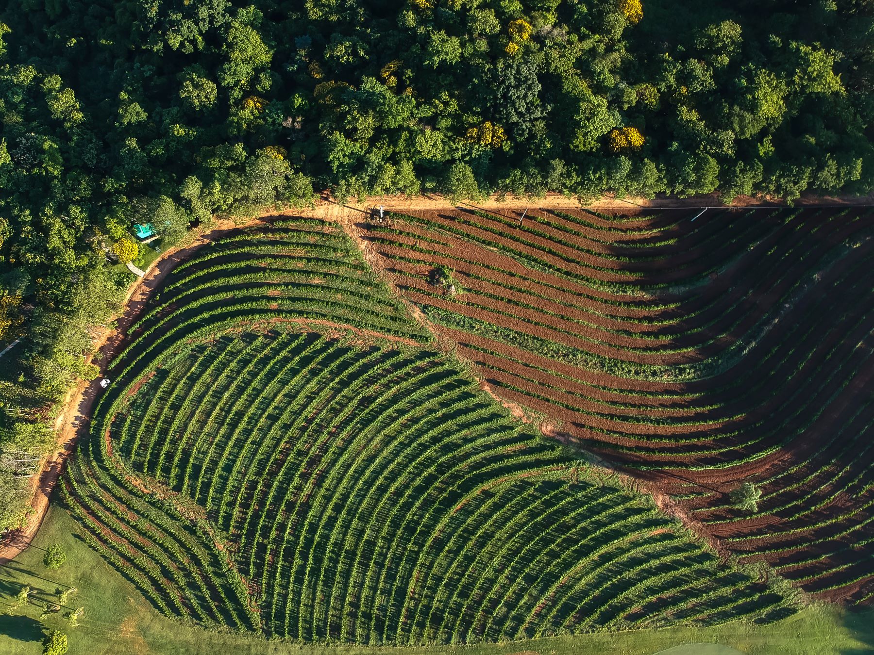 Manejo florestal sustentável: o que é e como pode proteger as florestas