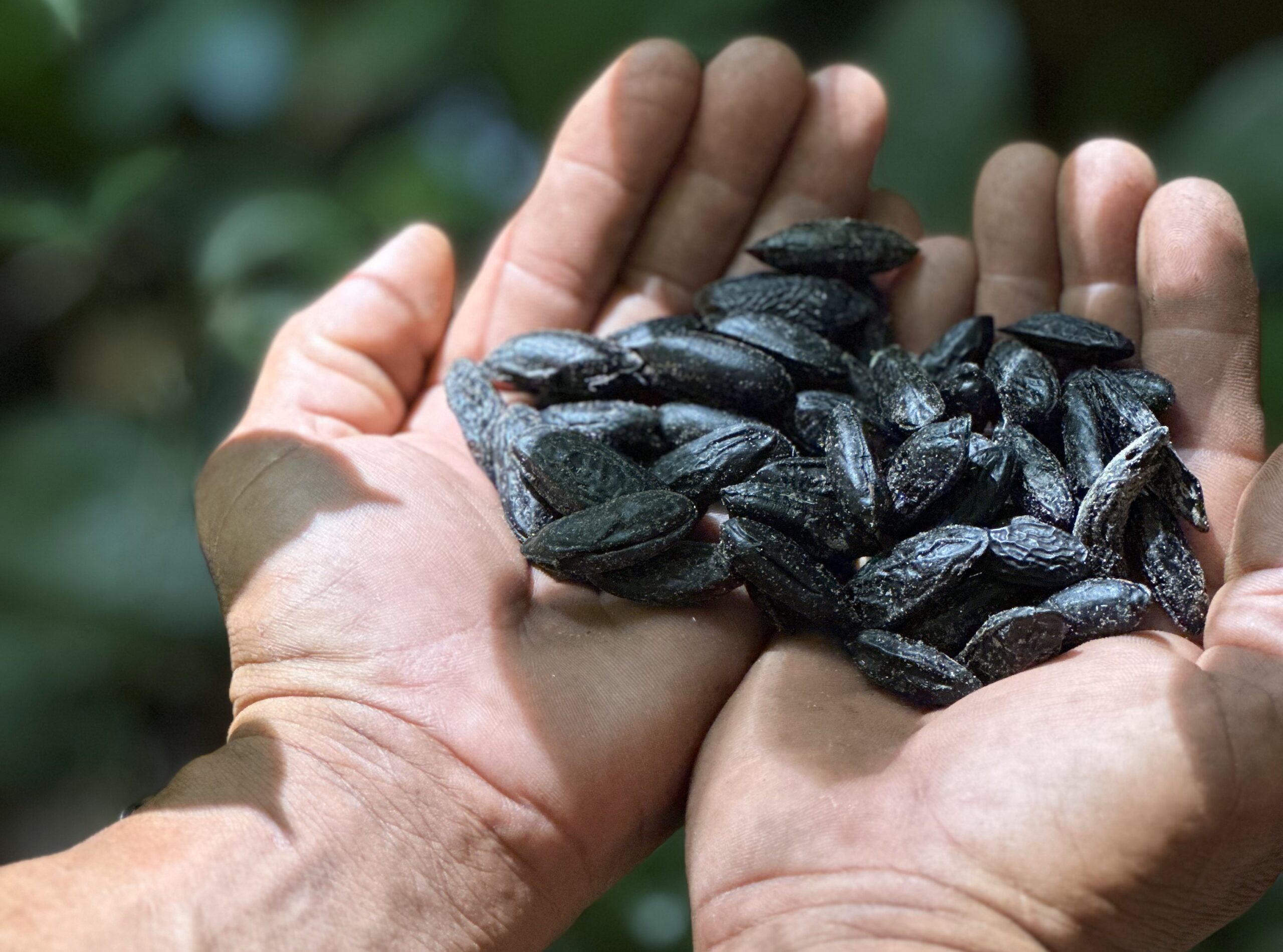 Cumaru: conheça a famosa baunilha da Amazônia