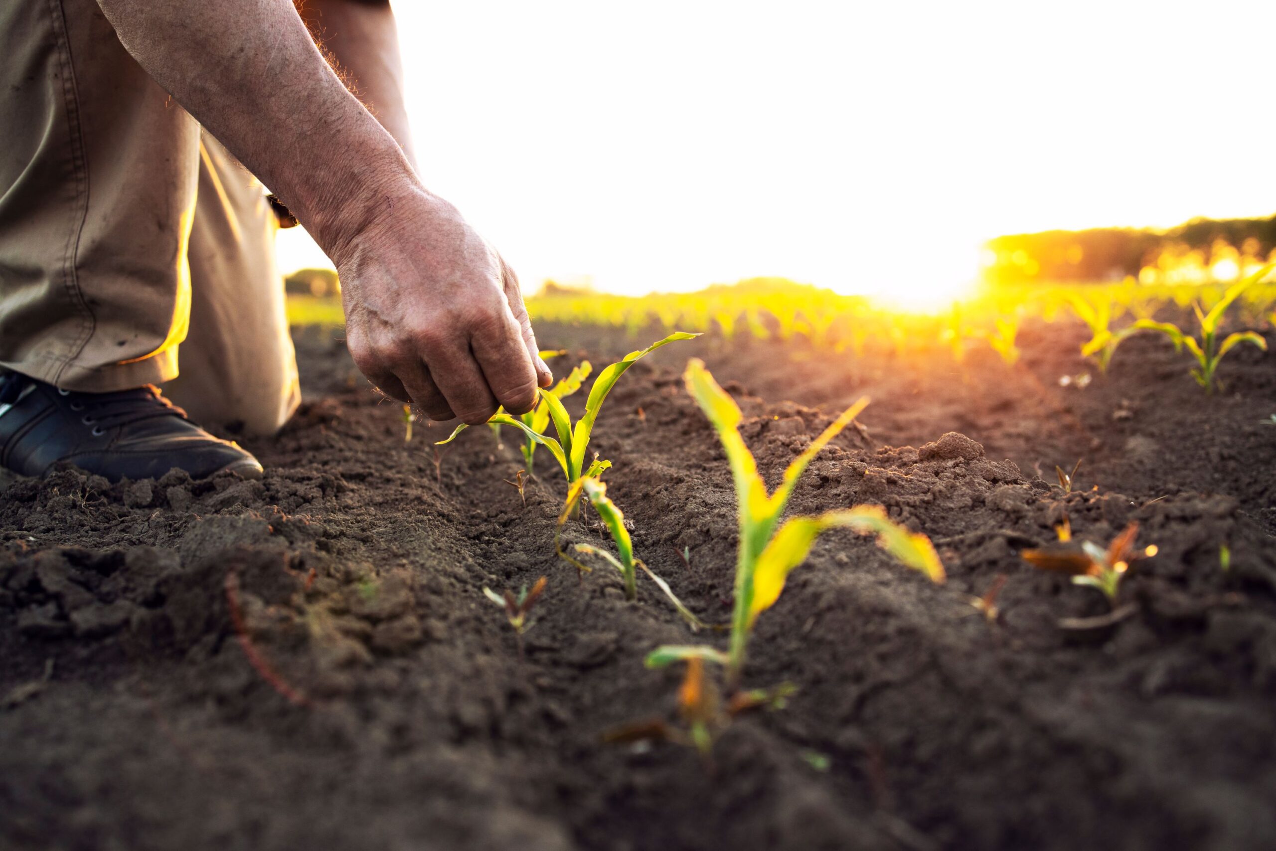 Agricultura regenerativa: o que é e como contribui para o desenvolvimento sustentável da Amazônia?