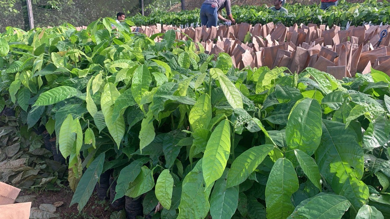 Como a Genera Bioeconomia transforma áreas degradadas da Amazônia em florestas produtivas